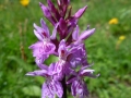 orchis-gross